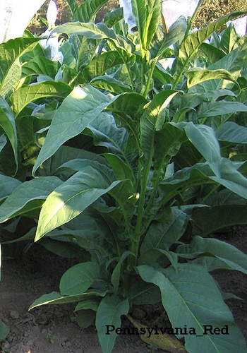 1000 pennsylvania red - pennsylvania, tobacco