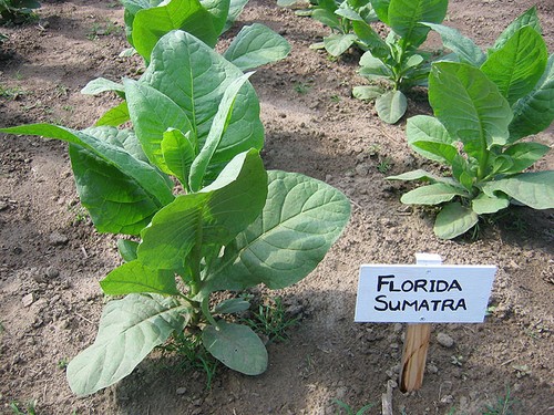 1000 florida sumatra tobacco - 1000,