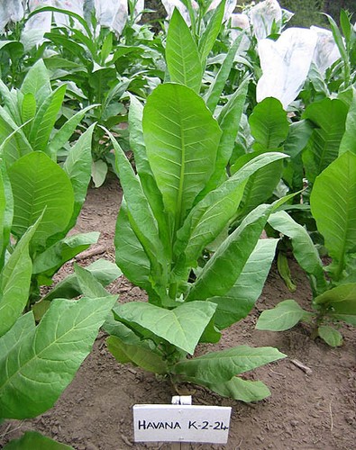 1000 havaña tobacco - 1000, k2-24