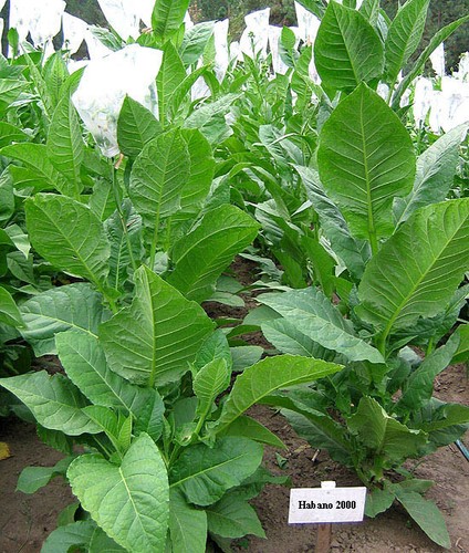 1000 habano 2000 - habano,