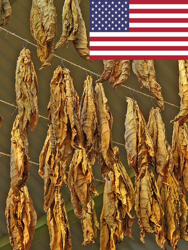 1000 nicotiana rustica tobacco - 1000,