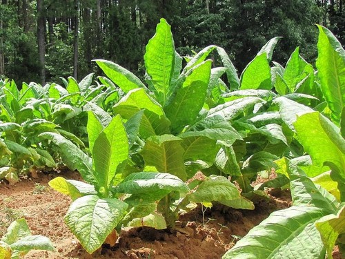 Black bolivian tobacco - black,