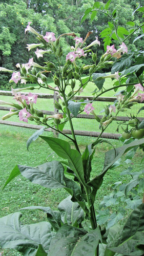 Virginia gold tobacco - tobacco, seeds