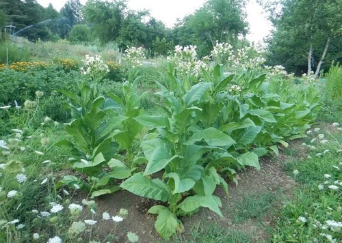 Virginia gold tobacco seeds - gold,