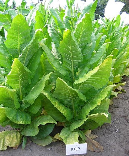 1000 tobacco seeds - 1000, 17