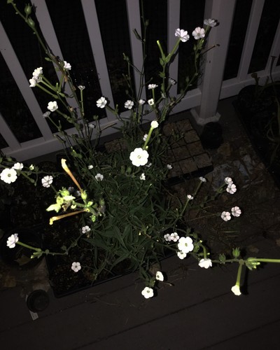 Nicotiana attentuata coyote - nicotiana,