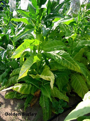 1000 golden burley tobacco - golden,