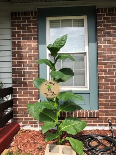 1000 habano tobacco seeds - 1000,