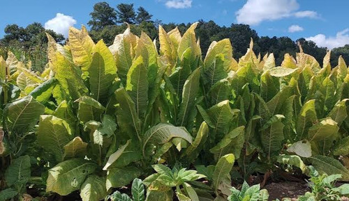 White burly tobacco seeds - burly,