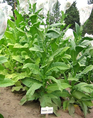 1000 havaña z992 tobacco - havaña,