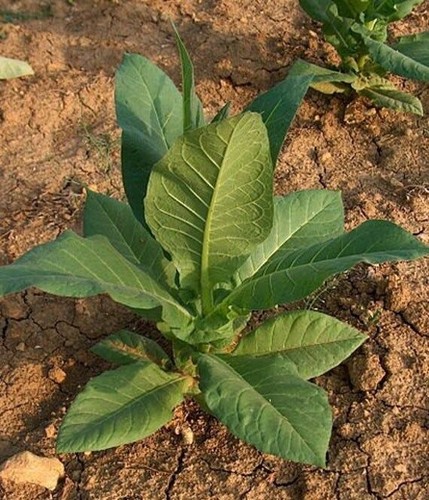 100 virginia gold - gold, tobacco