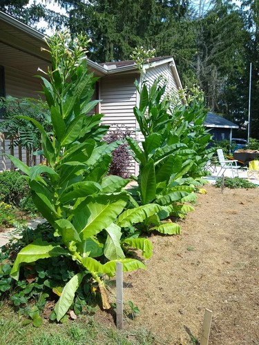 000 tobacco seeds michigan - 2,000,