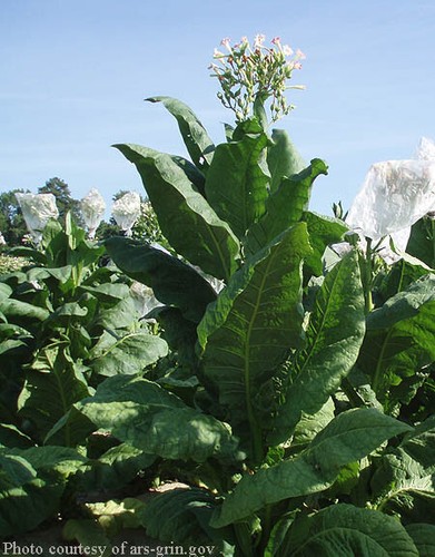 1000 virginia gold tobacco - virginia,