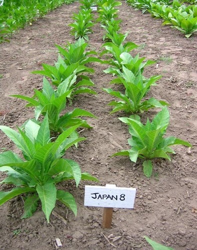 1000 japan tobacco seeds - japan, 8