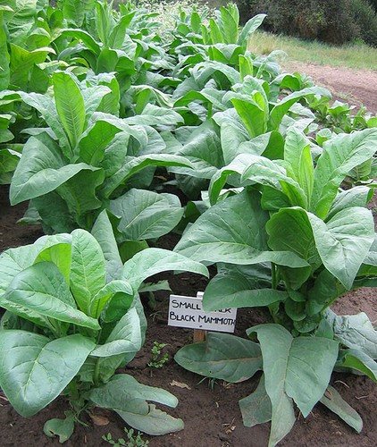 1000 black mammoth tobacco - 1000,