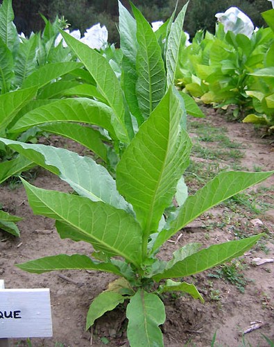 1000 perique tobacco seeds - 1000, ~