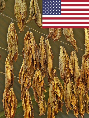 1000 tennessee red leaf - tennessee,