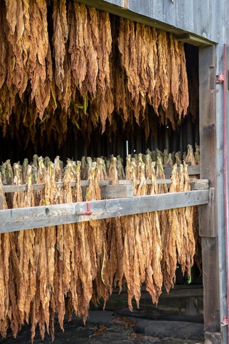 1000 nicotiana rustica seeds - nicotiana,