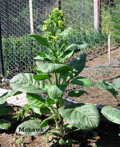 1000 mohawk nicotiana rustica - mohawk,